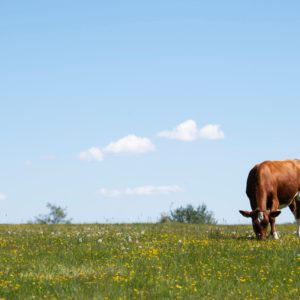 #Welcher #Schwedische #Kuhruf #Wird #Fortwährend #Beliebter