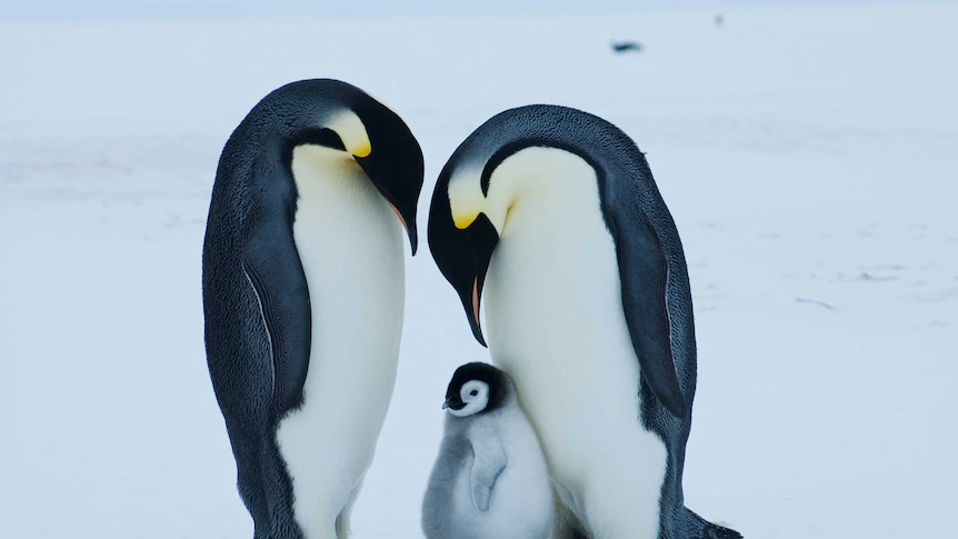 Emperor penguin at critical danger of extinction resulting from local weather change