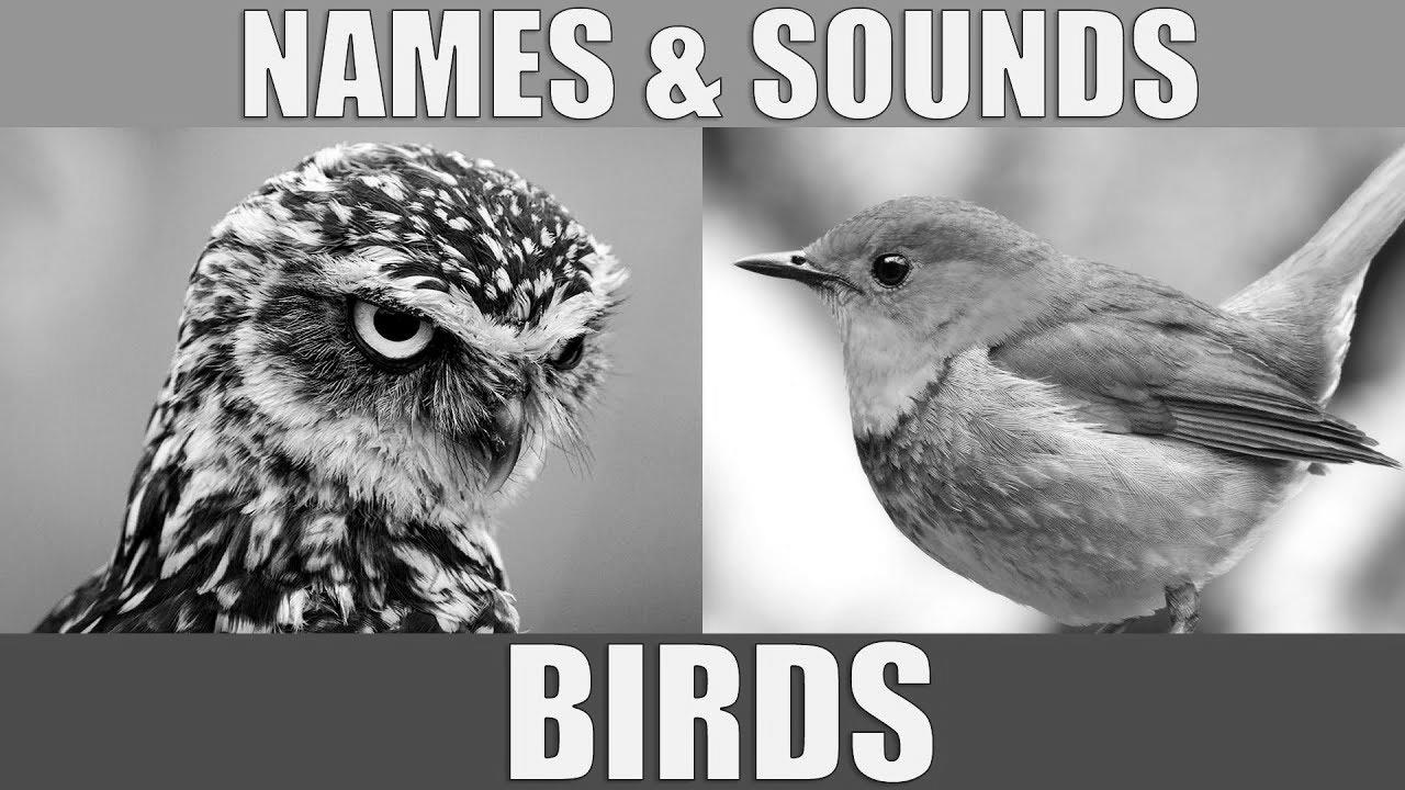BIRDS Names and Sounds – {Learn|Study|Be taught} {Bird|Chook|Fowl|Hen|Chicken} Species in English BIRDS Names and Sounds – {Learn|Study|Be taught} {Bird|Chook|Fowl|Hen|Chicken} Species in English